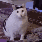 Funny Cat GIF