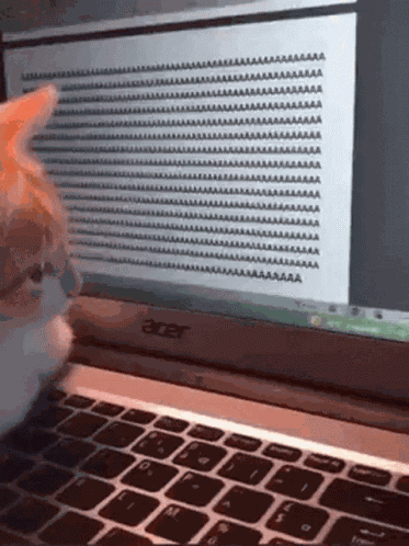 Funny Cat GIF