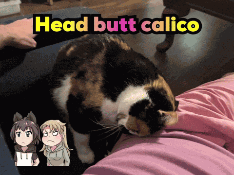 Funny Cat Funny As Hell GIF