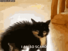 Funny Cat GIF