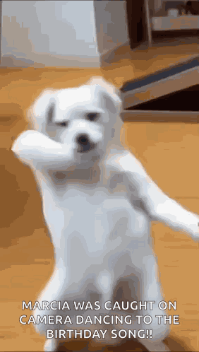 Funny Dog Dance Dancing Dog GIF