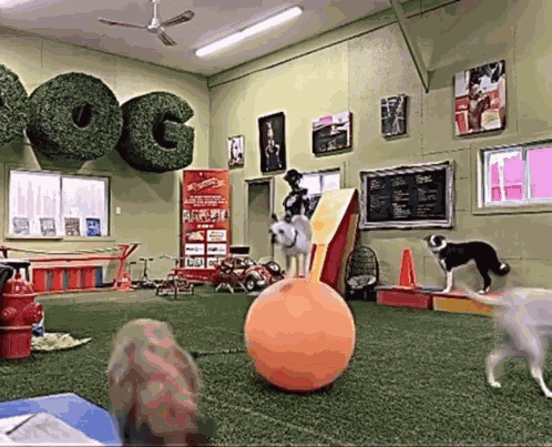Funny Dog Dog On A Balloon GIF