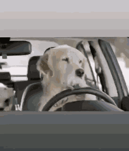 Funny Dogs GIF