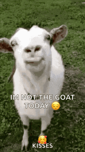Funny Face Goats GIF