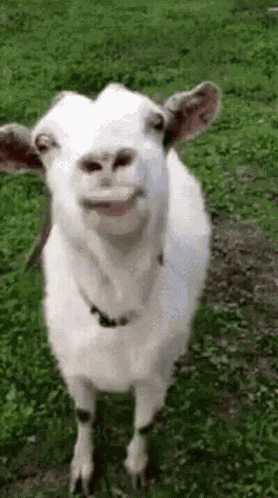 Funny Face GIF
