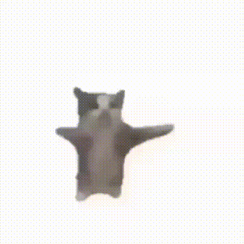 Funny Jump GIF