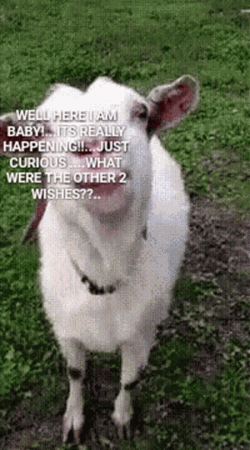 Funny Lick It GIF