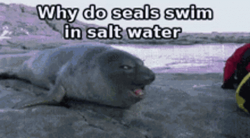 Funny Meme GIF