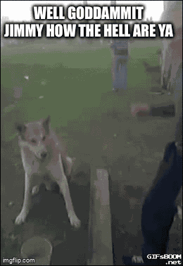 Funny Memes GIF
