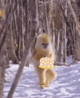 Funny Monkey Happy Birthday GIF