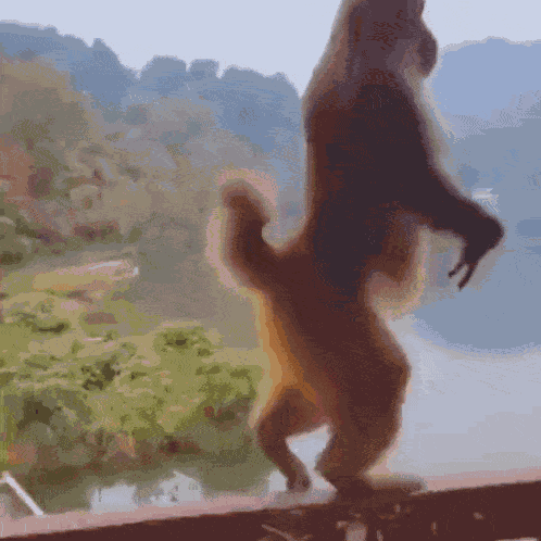 Funny Monkey GIF