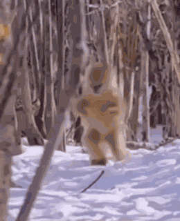 Funny Monkey Walking Im Coming GIF