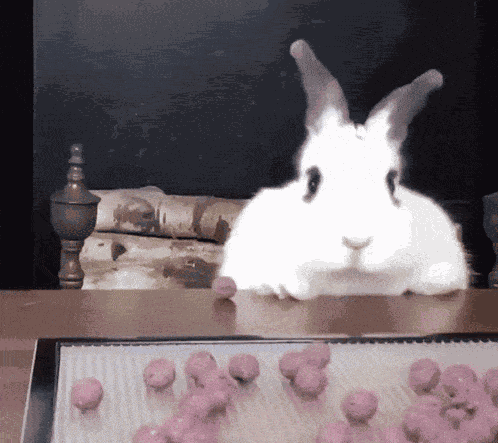 Funny Rabbit GIF