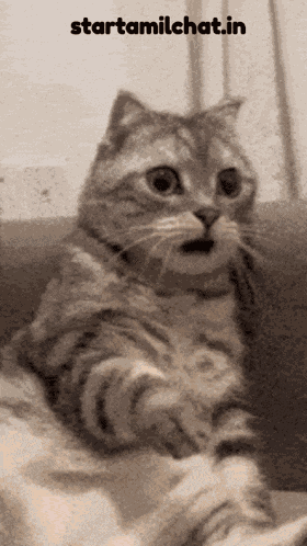 Funny Shocking Reaction GIF