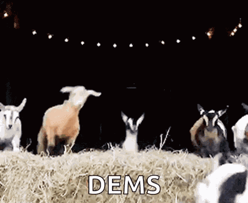 Funnyanimals Goat GIF