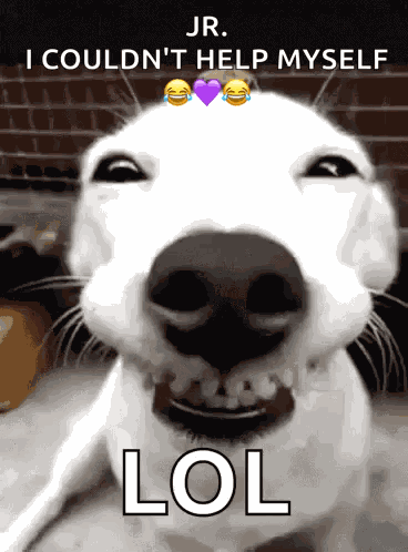 Funnydogs Cute GIF