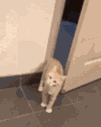 G GIF