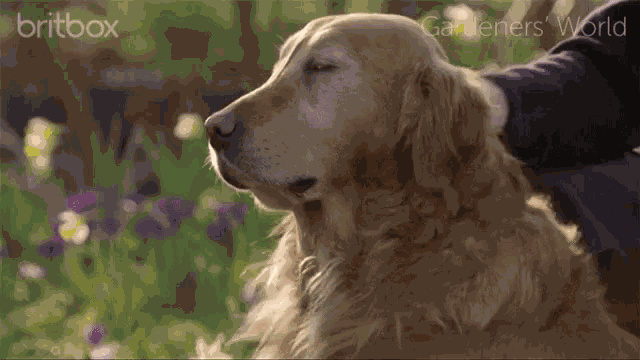 Gardeners World Bbc GIF