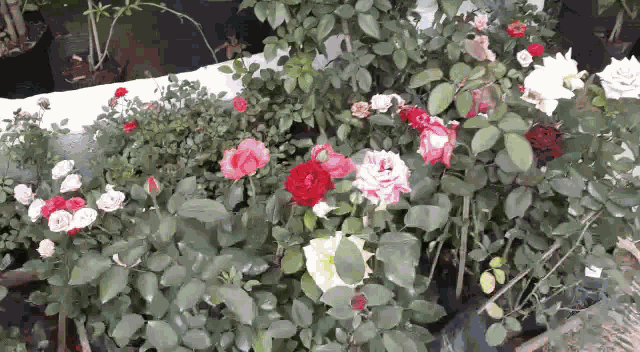 Gardening Gardenqueiros GIF