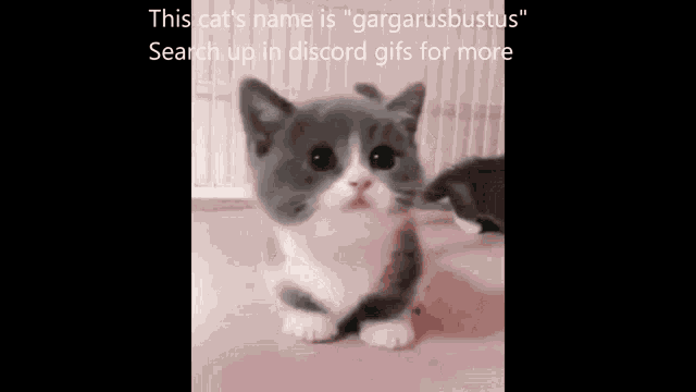 Gargarusbustus Dont Search Up Gargarusbustus GIF