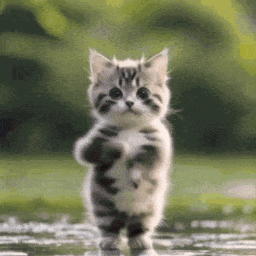 Gatinbailandoepico GIF