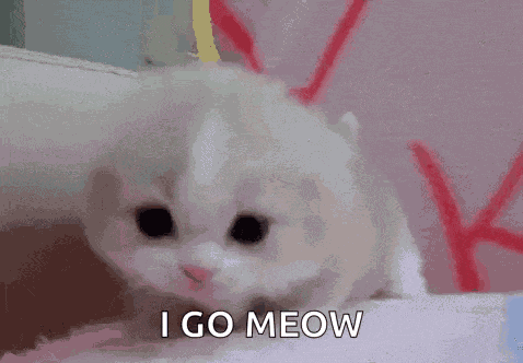 Gatinho GIF