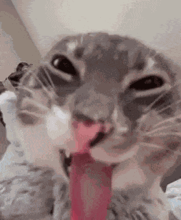 Gato Cara GIF