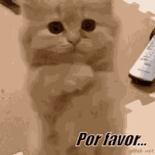 Gato GIF