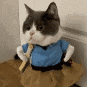 Gato Gatinho GIF