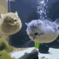 Gato Pez GIF