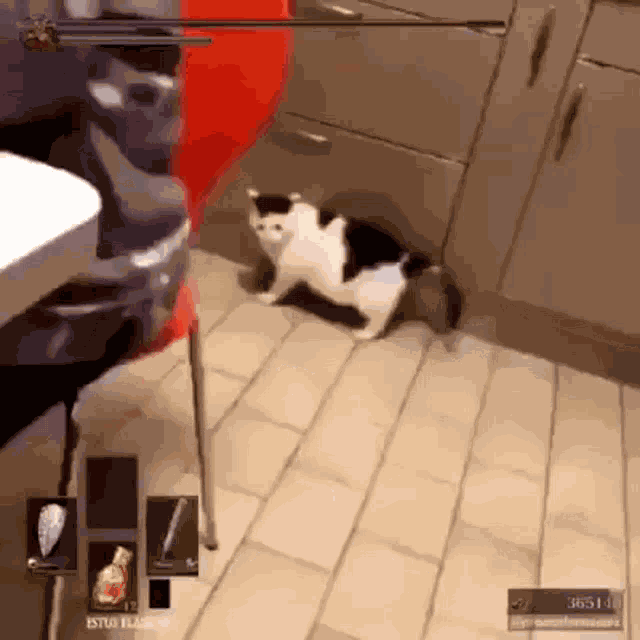Gato Rolando GIF