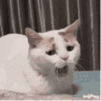Gato Triste Com Sono Bocejando Cansado GIF