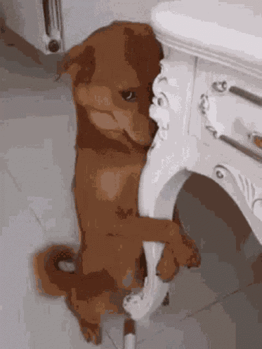 Gatogod GIF