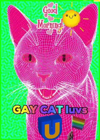 Gay Cat Gay Cats GIF