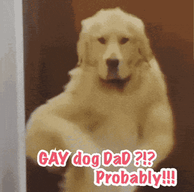 Gay Dog Dad Gay Cat Dad GIF