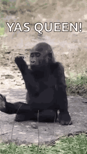 Gay Monkey Slay Monkey GIF