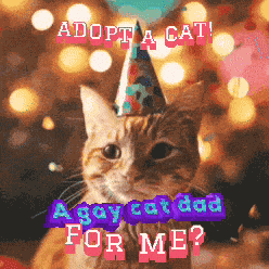Gay Non Profits Cat GIF