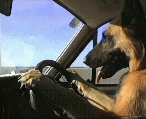 German Shepherd Dog Driving Car GIF