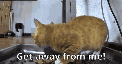 Get Away From Me Scared Cat GIF