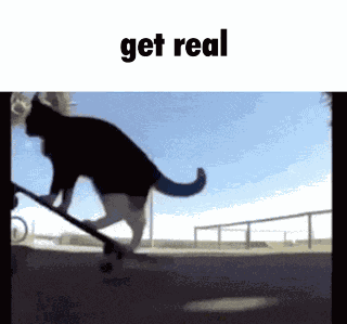 Get Real Cat GIF