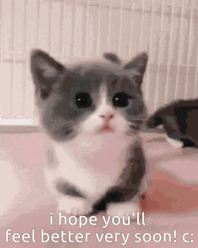 Get Well Soon Cat GIF