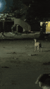 Ghost Pic Ghost Pic Girl GIF