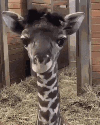 Giraffe Dum GIF