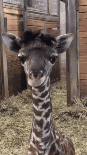 Giraffe Tongue Out GIF
