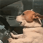 Gjirlfriend Doguinho GIF