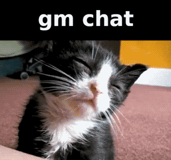 Gm Gm Chat GIF