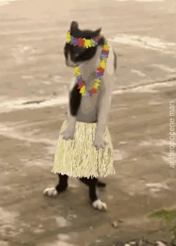 Go Or Not Push Or Not GIF