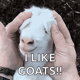 Goat Baby GIF