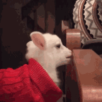 Goat Bite Baby Goat GIF