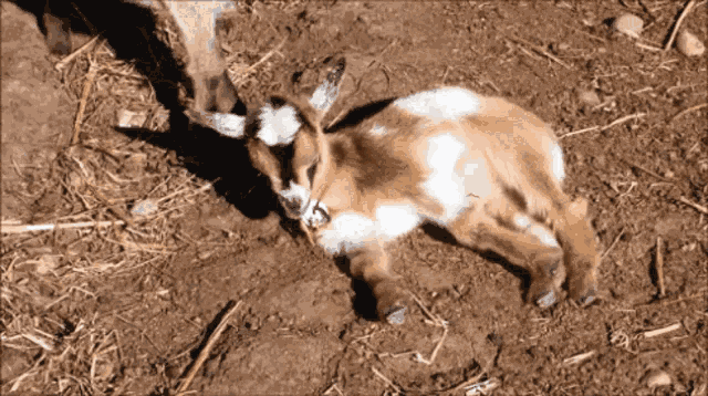 Goat GIF